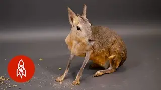 The Patagonian Mara Is a Rodent on the Run