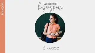 Грибы | Биология 5 класс #13 | Инфоурок
