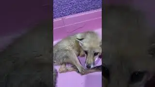 Антошка такой сладкий и стеснительный