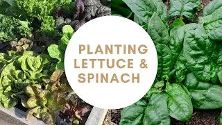 TIPS FOR PLANTING SPACING LETTUCE AND SPINACH IN A SQUARE FOOT GARDEN