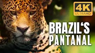 Pantanal: South America's Nature at Its Wildest  | 4K UHD Documentary