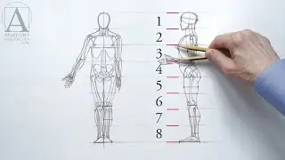 Human Figure Proportions - Anatomy Master Class