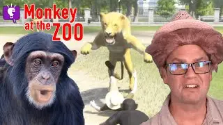 Monkey at the Zoo on HobbyGaming