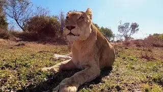 Memorable Moments | The Lion Whisperer
