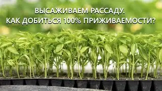 Высаживаем рассаду. Как добиться 100% приживаемости? Запишите чтобы не забыть!