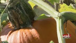 The final test of summer at Cherry Rock Farms