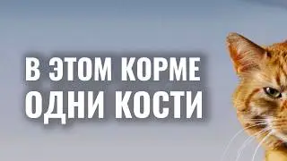 Как выбрать кошке хороший корм, а не отбросы мясопроизводства