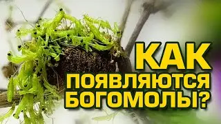 Появление нимф богомолов - Как появляются богомолы Mantis