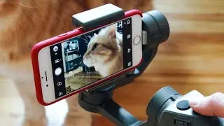 5 Best Gimbals for Smartphones in 2022 | iPhone and Android