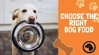 How to Choose the Right DOG FOOD | DOG BLOG 🐶 #BrooklynsCorner