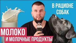 Молоко и молочные продукты в рационе собак