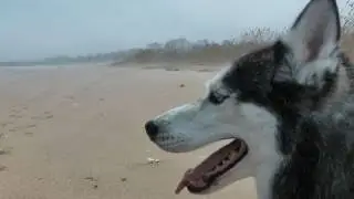 Foggy Day on the Bay - Mishka, Moki, & Laika