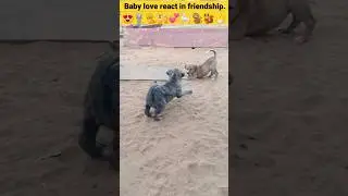 Puppy |Baby love react in friendship |तेरे जैसा यार कहां 