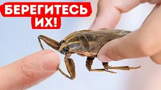 Если вы увидите этого жука, уходите быстрее + другие советы по безопасности