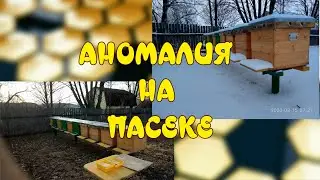 АНОМАЛИЯ НА ПАСЕКЕ