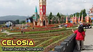 Wisata Celosia Bandungan Semarang Pusat