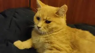 +1 нашли котенка среди ночи