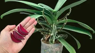 Sprinkle some of this! Orchids bloom very quickly and bloom 365 days a year!