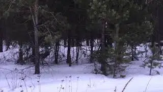 Работа по лисе Русских гончих