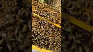 A scary day in the hive #shorts #beekeeping #beekeeper #honeybee #bees #queenbee #beehive #beelover