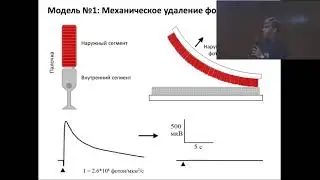 Ротов Александр Юрьевич - Скрининг новых оптофармакологических соединений