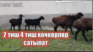 Эки тиш  КОЧКОРЛОР сатылат.