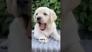 One month Vs 1 year Labrador transformation 