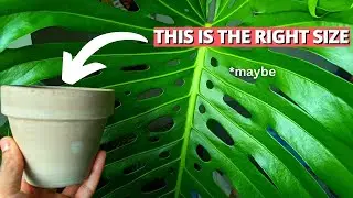 Stop picking the wrong pot size for your Monstera | #CommunityQuestions