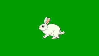 rabbit green screen। rabbit green screen video । green screen rabbit । no copyright