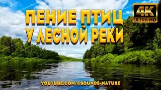Пение Птиц У Берегов Лесной Реки - Унесут Вас В Беззаботное Детство И Подарят Хорошее Настроение.
