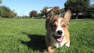 Corgi Puppy Running in Slow Motion (@BanditTheCorgi)