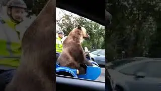 Россия. Медведь на мотоцикле. Russia. Bear riding a motorcycle.