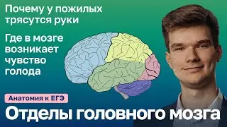 6.34. Отделы головного мозга | Анатомия к ЕГЭ | Георгий Мишуровский