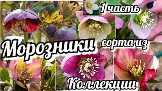 МОРОЗНИКИ, ЯРКАЯ ПАЛИТРА РАННЕЦВЕТУЩИХ СОРТОВ ИЗ МОЕЙ КОЛЛЕКЦИИ! Часть 1