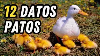 12 Datos curiosos de los Patos - El curioso fenómeno de los Patitos recién nacidos