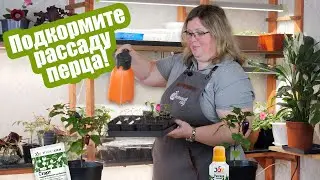 3 главные подкормки перца до высадки в грунт!