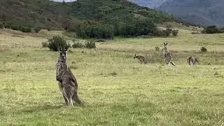 Kangaroos
