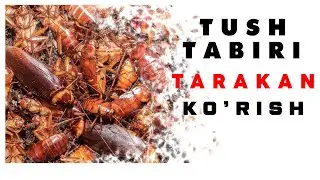 Tushda Tarakan Ko'rish Tabiri