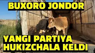 БУХОРО ЖОНДОР/ЯНГИ ПАРТИЯ ХУКИЗЧАЛА КЕЛДИ.