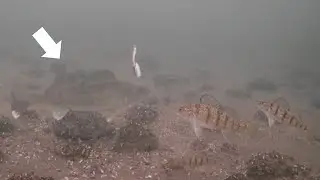 WALLEYES! Ice Fishing Mille Lacs Lake (Underwater Camera)