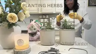 Planting Fresh Herbs|Vego Self Watering Containers