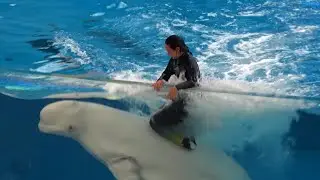 White Dolphin Show At Yokohama Hakkeijima Sea Paradise 【4K】