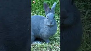 Rabbit sounds