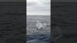 Monster from the DEEP!