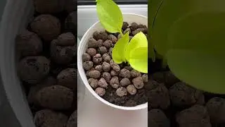 Как помочь цветам