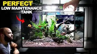 [Subtitles] Setting Up Your Frist Planted Aquarium: Tips For Beginners