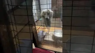 【リアル犬猫保護活動】にゃいるどはーと がライブ配信中！