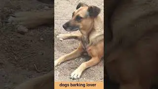 Dogs barking lovers like and subscribe #66viral#shorts