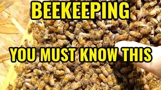 Beekeeping | HOW To Inspect & Identify What You See In Your Hive