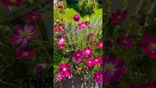 Amazing flower gardens at a post office! Only on #mackinacisland #flowers #gardentour